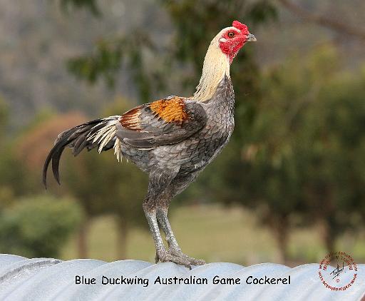 Blue Duckwing Australian Game Cockerel 9Y557D-006.JPG